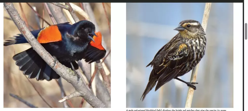 Photo Credit: Minnesota Department of Natural Resources