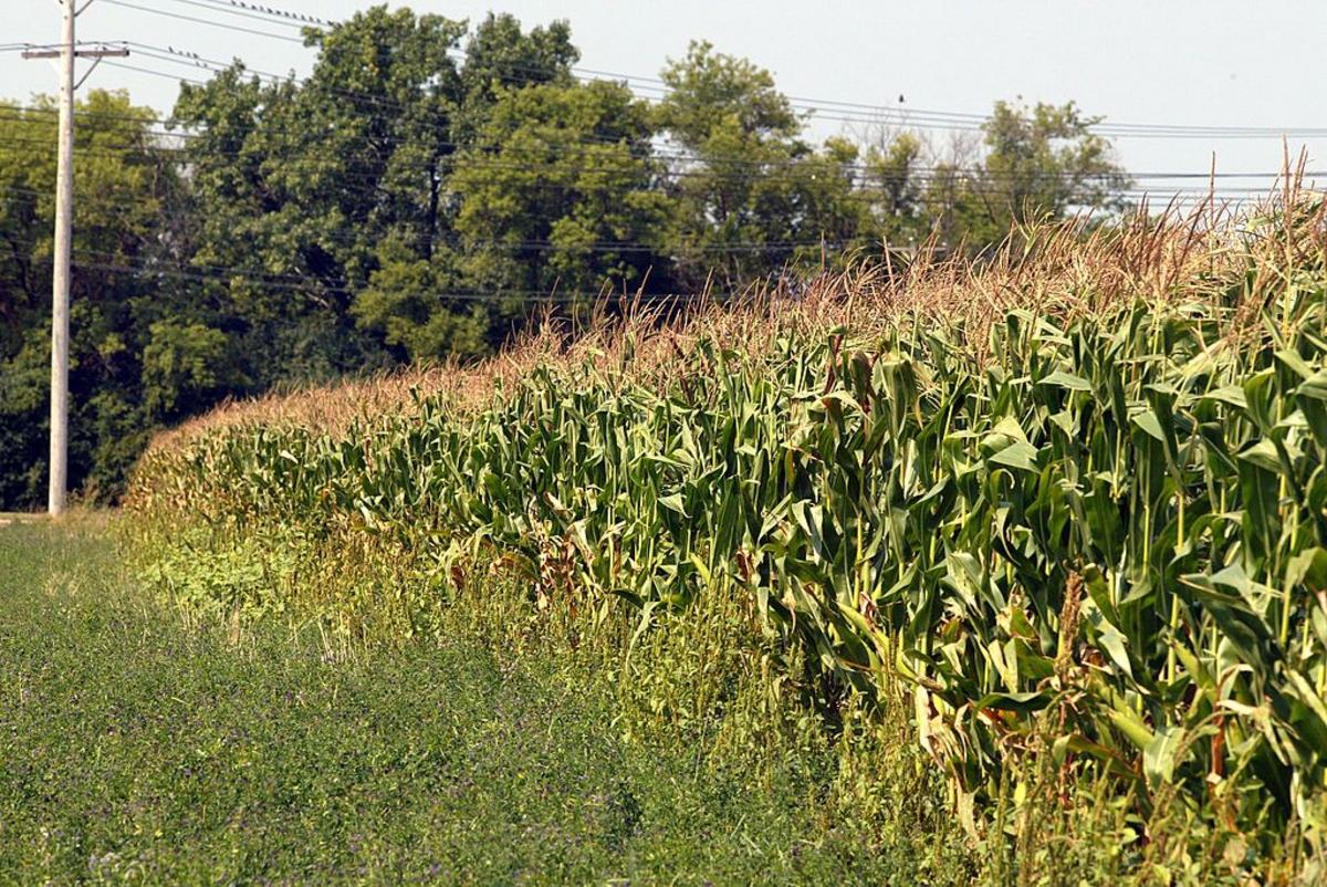 It's Almost Harvest Time At The Minnesota Landscape Arboretum