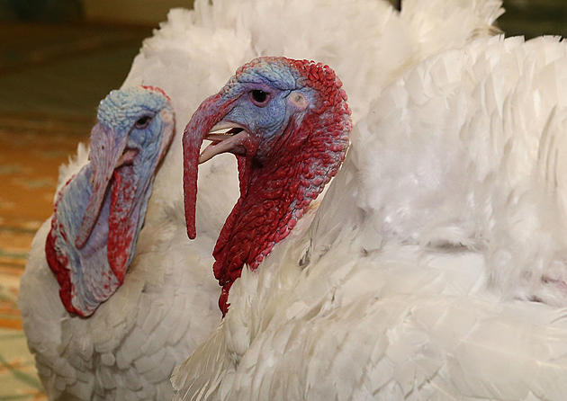 Trump is About to Pardon a Turkey &#8212; We Lay Odds on How He Will &#8216;F&#8217; It Up