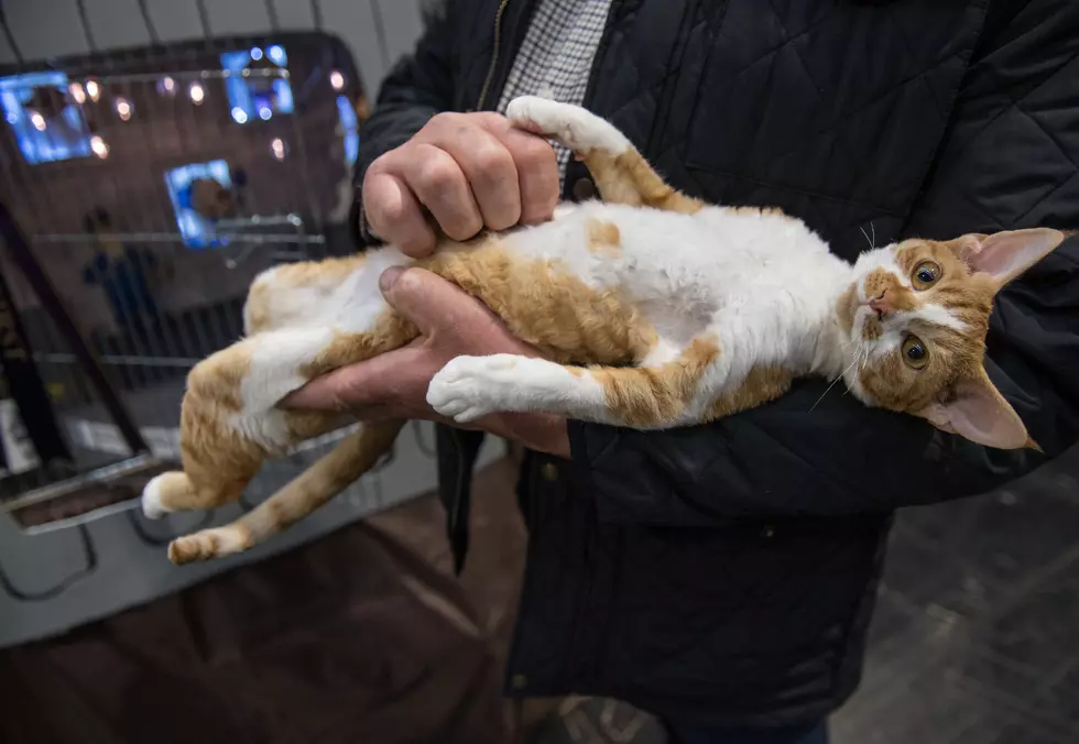 Guy Gives Lesson in How to Tame Feral Cats