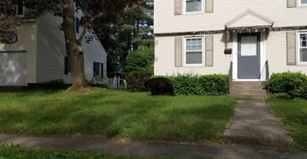 53 Second Video of a Bear in My Manager&#8217;s Yard