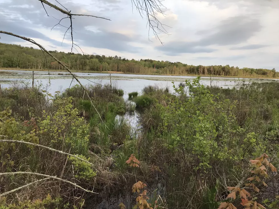 A Peaceful Stroll in The Berkshires (Photo Gallery)