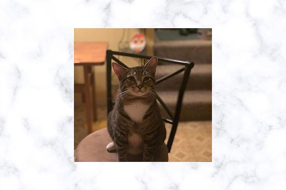 Lost Cat: Have You Seen Rocky?