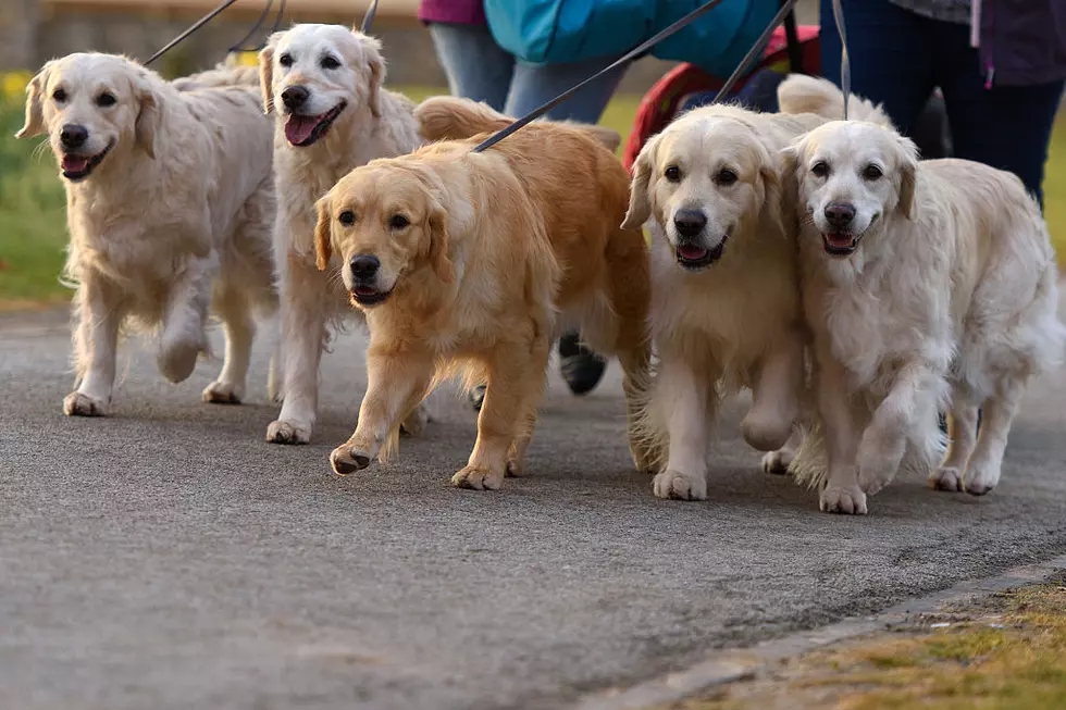 Berkshire Dog Owners: Canines Have A Better Trait Than Humans