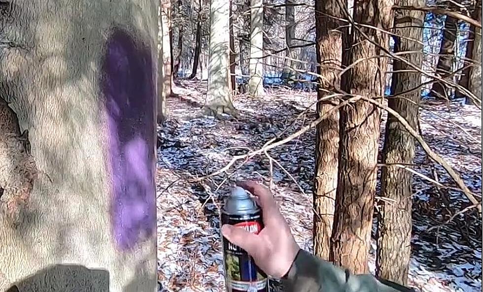Would You Like to See the Purple Paint Law Enacted in Massachusetts? (video)