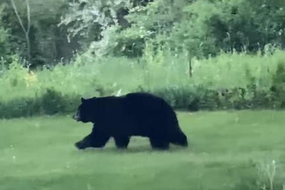 WATCH: Gorgeous Berkshire Mama Bear and Adorable Cub Captured on Video
