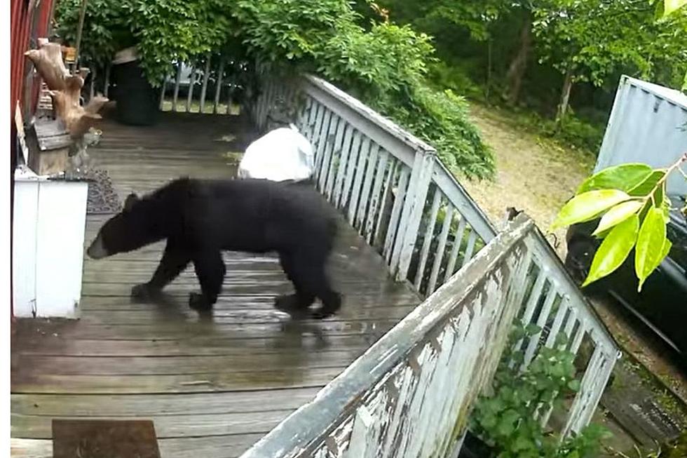 Curious Bear Roaming on Residential Deck in Berkshire County (VIDEO)