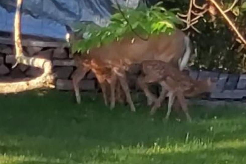 LOOK: 1 Stunning Doe & 2 Adorable Fawns Visit a Berkshire Property (VIDEO)