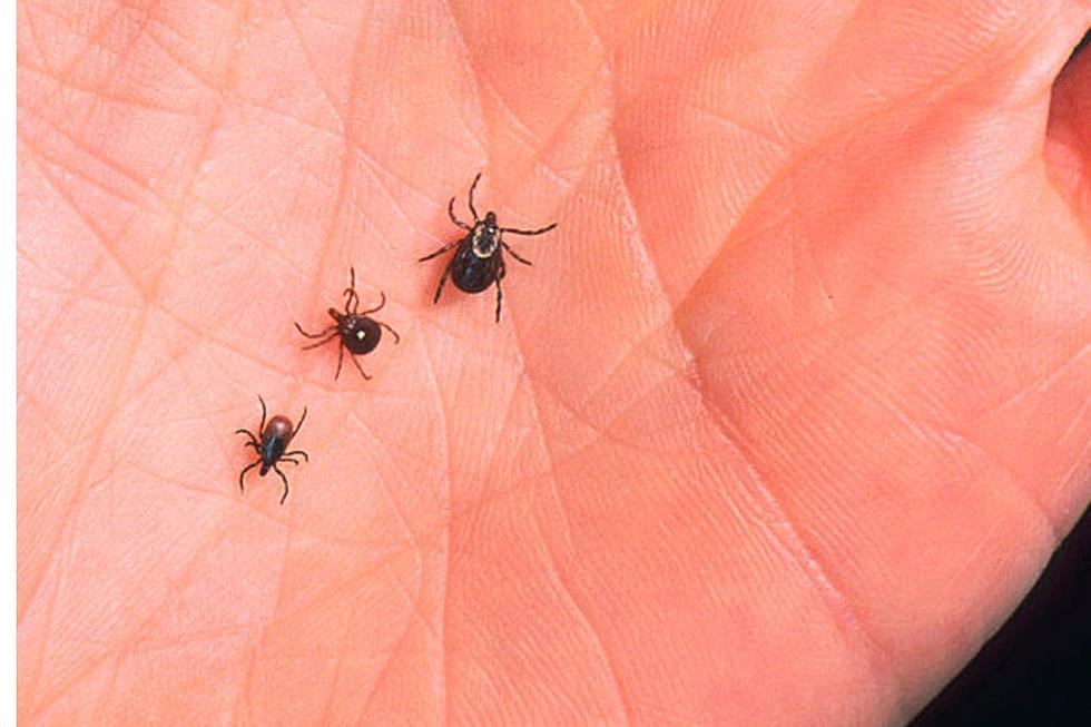 Why is There a Huge Tick Explosion in Berkshire County and Beyond?