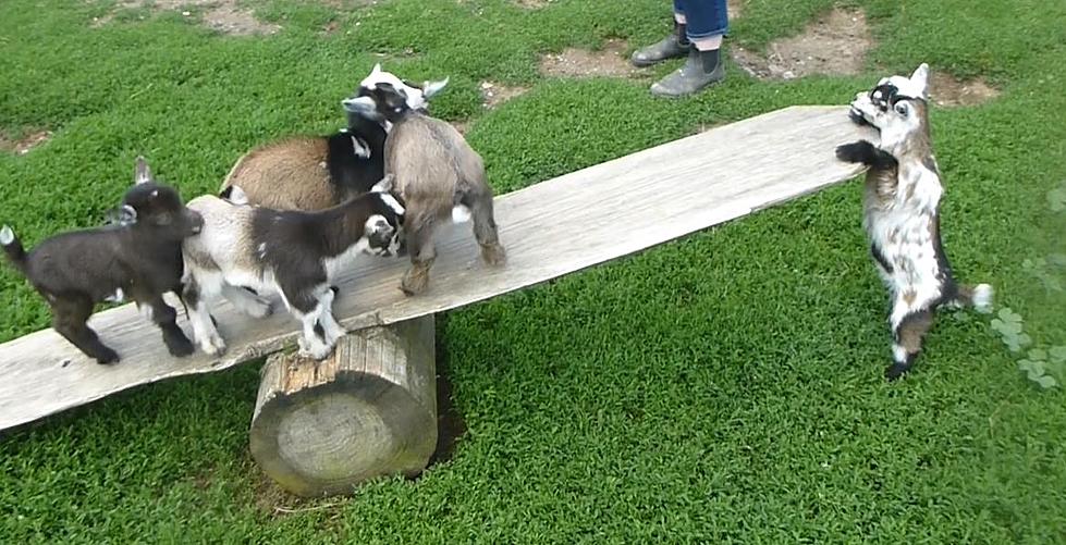 5 Adorable & Funny Goats Play on Seesaw at Berkshire Farm (VIDEO)