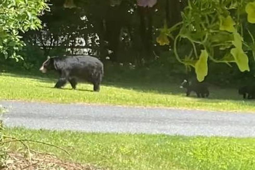 Beautiful Mama Bear and Three Adorable Cubs on Parade in the Berkshires