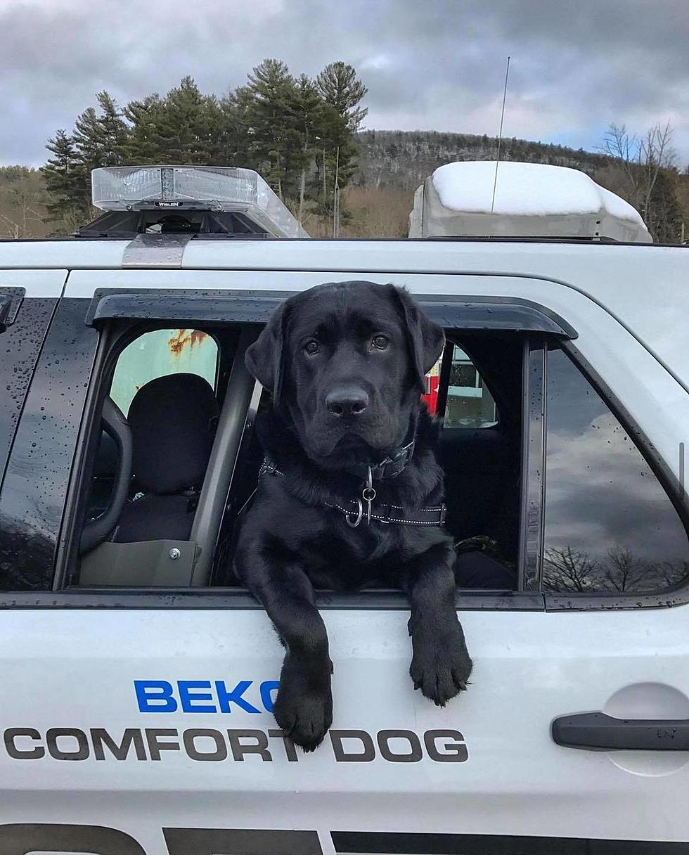 The Southern Berkshires Lost A Dedicated Canine Officer