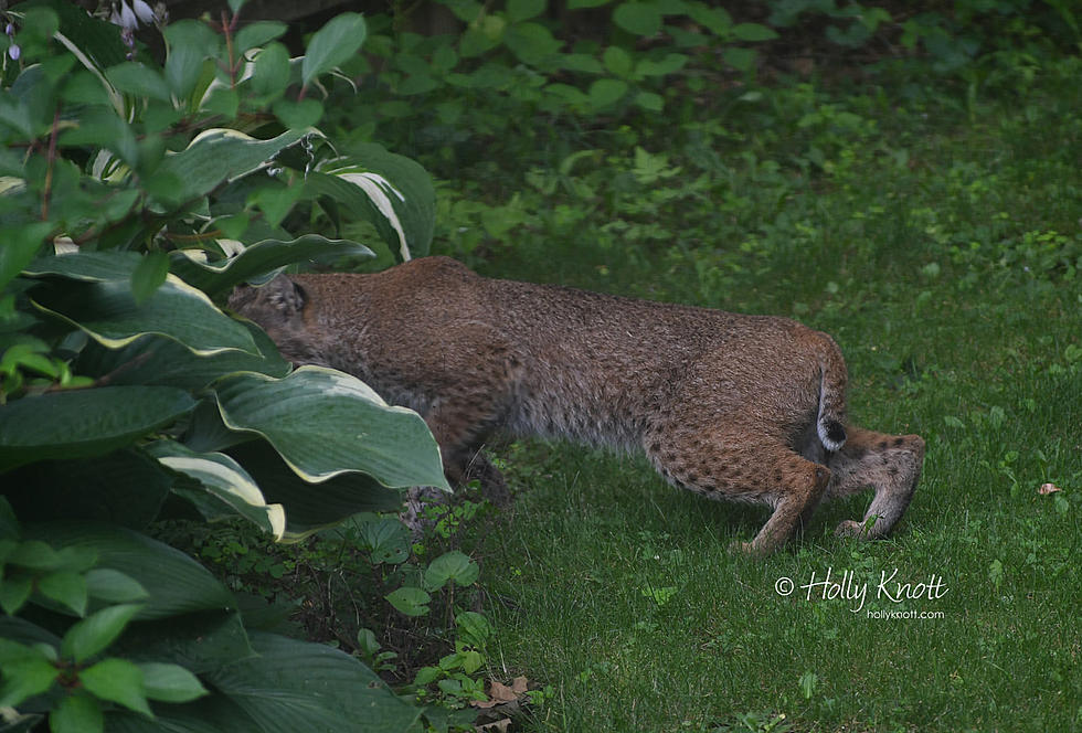 This Cute Bobcat Spent Plenty of Time at Berkshire Property (6 photos)