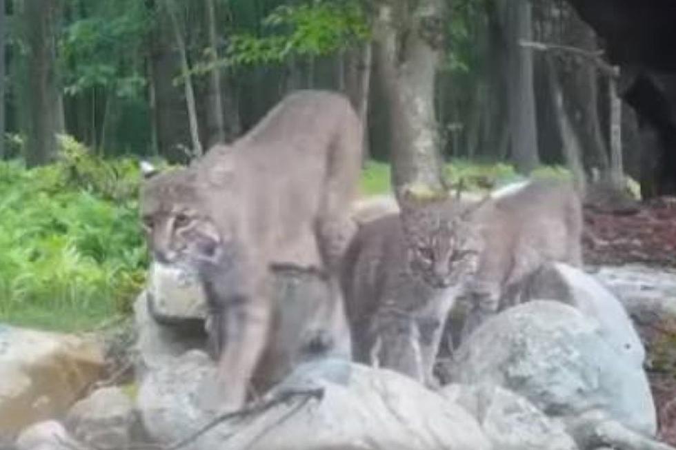 WOW: 3 Cute Bobcats Appear Together on Camera in the Berkshires (VIDEO)