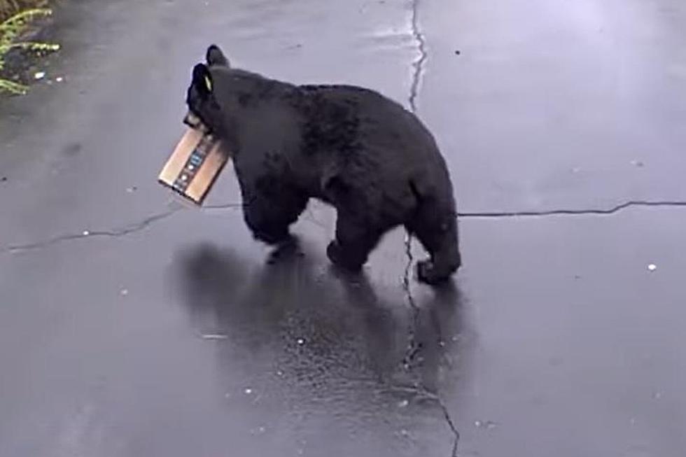 This Big New England Bear is a Porch Pirate...Say it Isn't So 