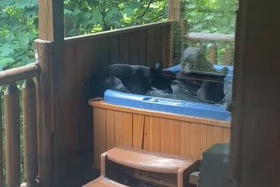 WOW: 3 Bears Take a Dip in a Hot Tub at Family Cabin (VIDEO)