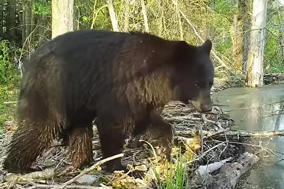 Will You See an Uptick of Black Bears in MA in 2023?