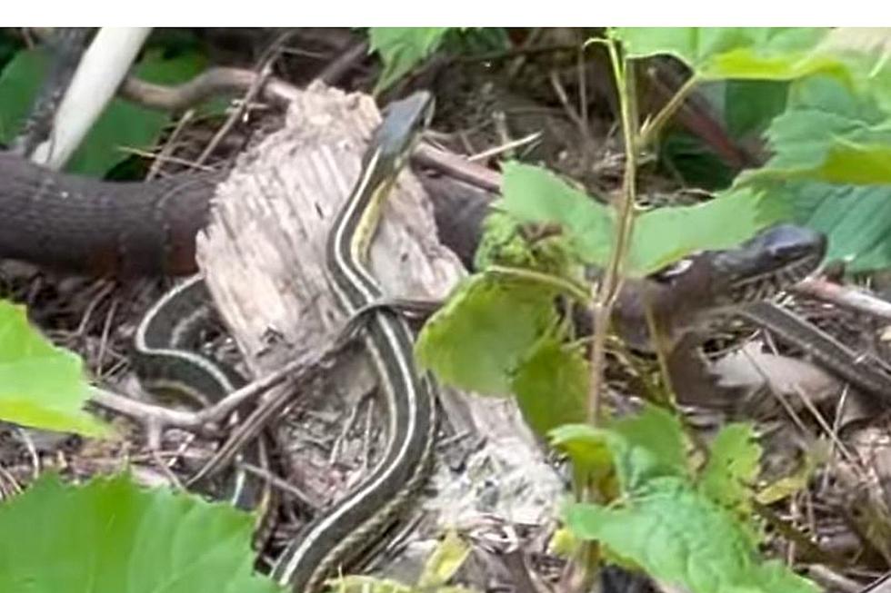 WOW: 2 Huge Snakes Hanging Out Together in South Berkshire (VIDEO)