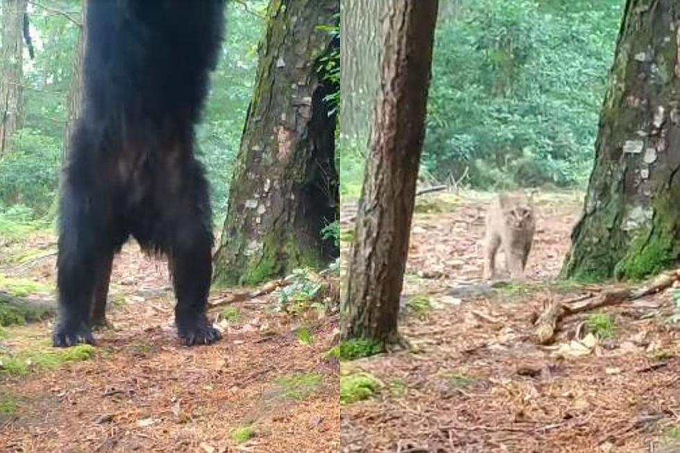 LOOK: Big Black Bear and Curious Bobcat in Same Video at Berkshire Spot
