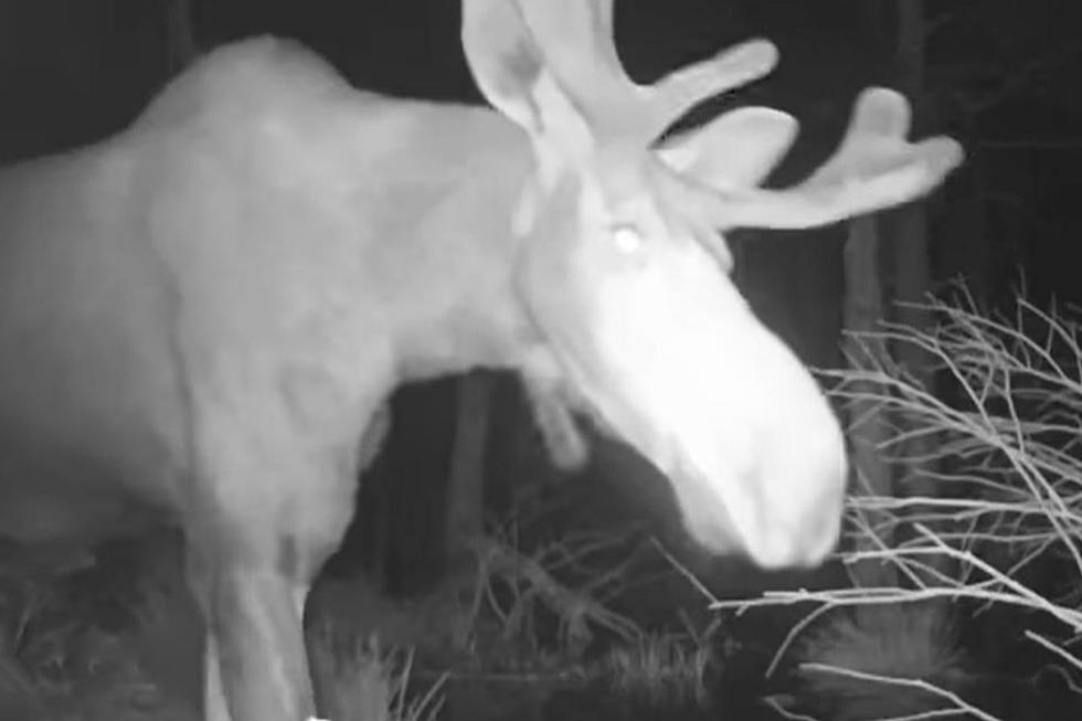 WATCH: Very Big Moose Caught on Camera in the Berkshires (VIDEO)