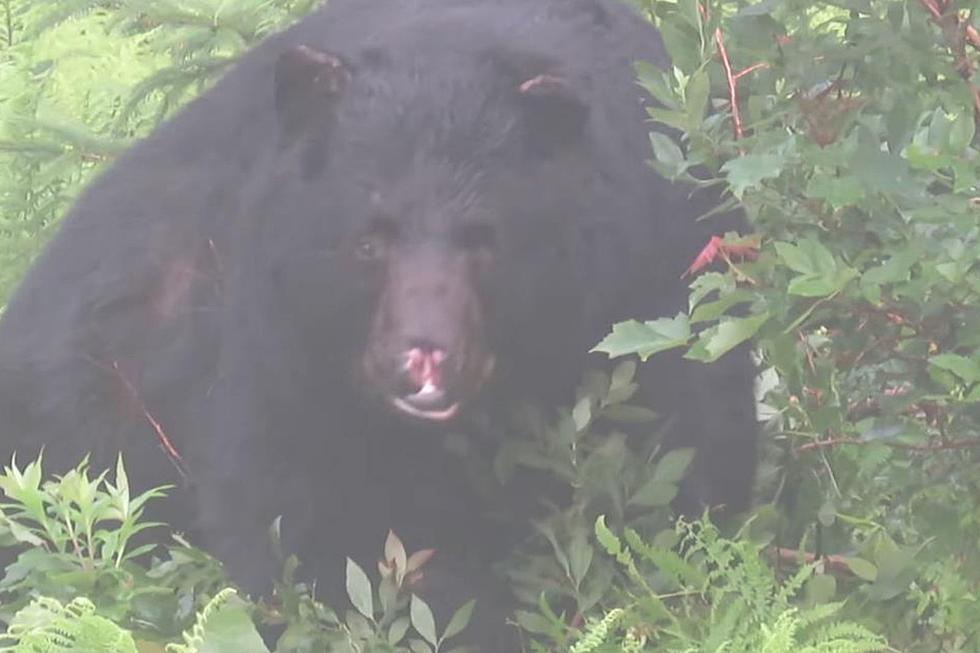 Berkshire Bear&#8217;s Nose is Missing Due to Likely Fight (Video)