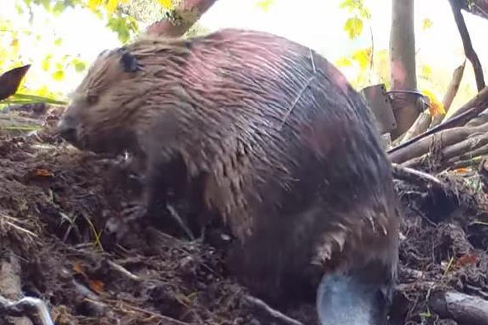 WATCH: This Cute Berkshire County Beaver Preps for Winter (VIDEO)