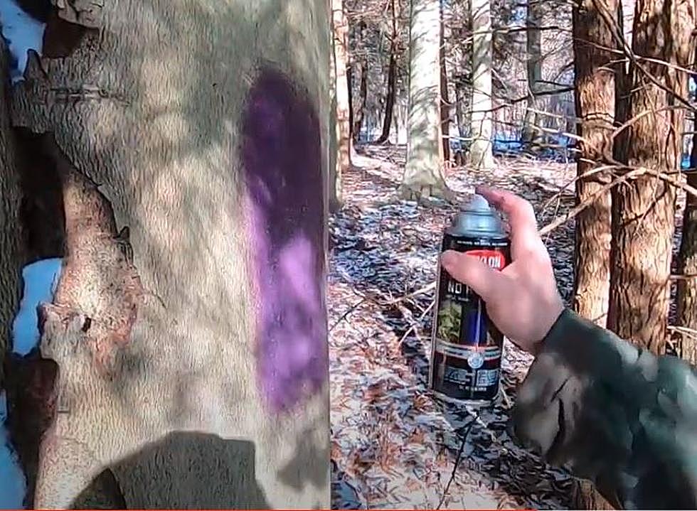 Off Limits: 2 Words To Remember In Areas With Purple Paint In NY’s Woods