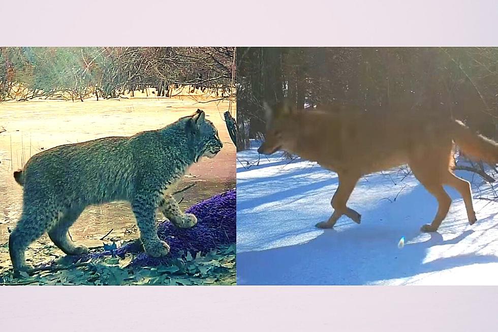 Beautiful Berkshire Bobcat and Coyote Caught on Camera (2 videos)