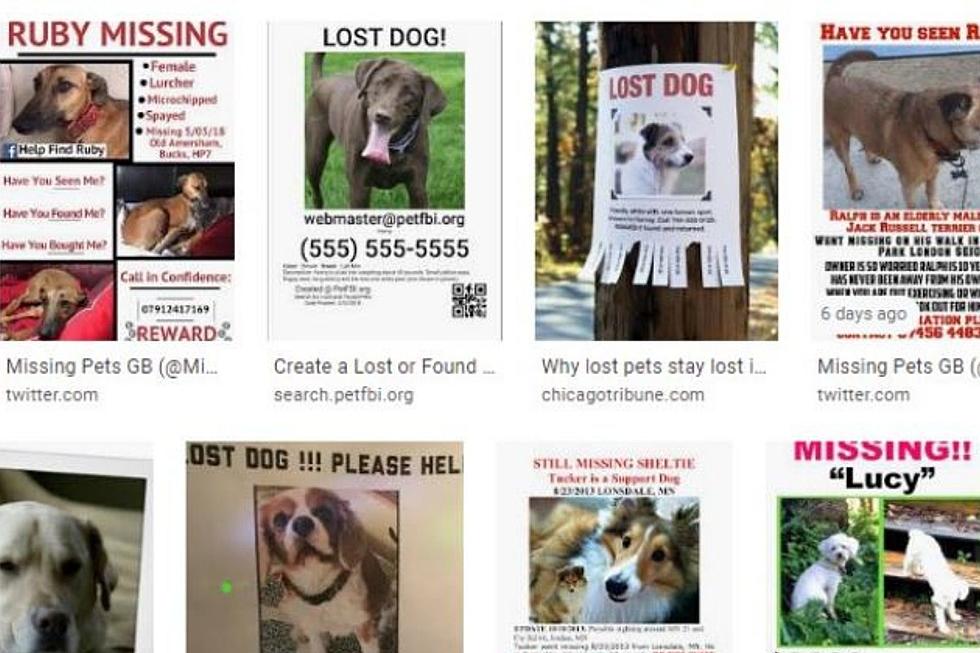 Alert! Berkshire County Residents with Missing Pets Need to be Careful