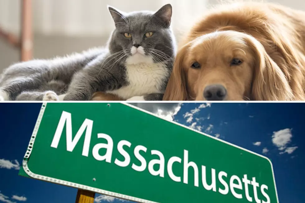 Really? Massachusetts&#8217; Favorite Pet for 2022 Isn&#8217;t Cats or Dogs?