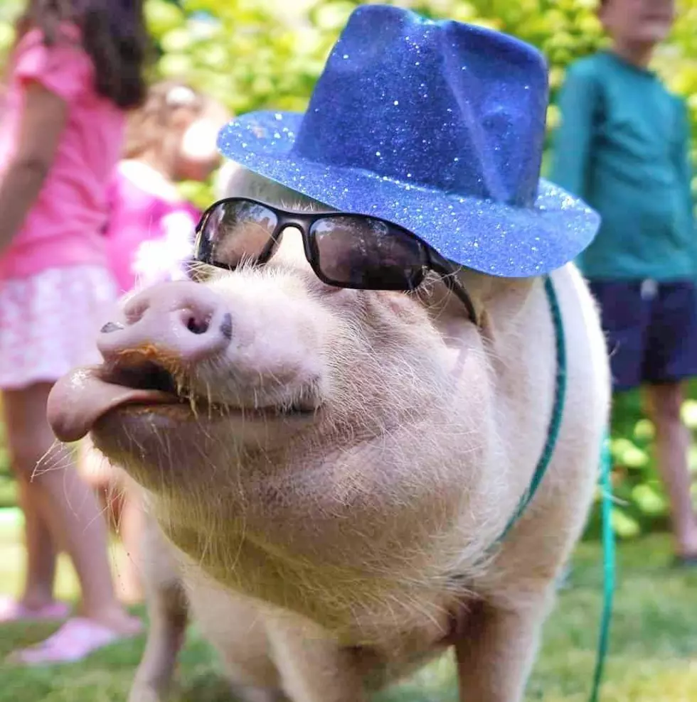 This Party Pig Will Ham it Up at Your Next Berkshire County Event