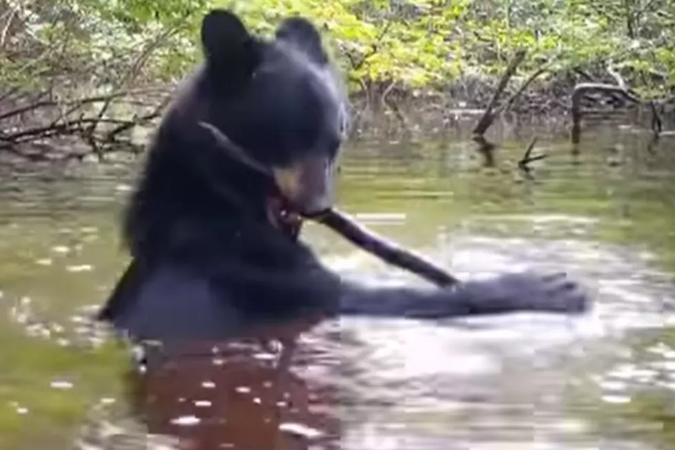 WATCH: Fun Video of MA Bear Playing with Stick in Water (1 Minute)