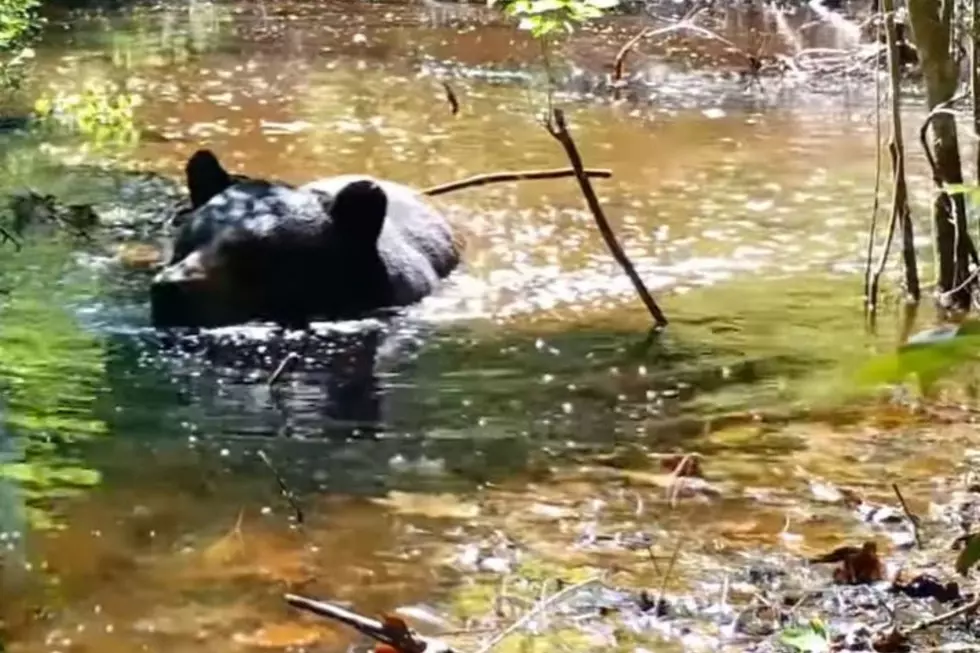 WATCH: Beautiful Black Bear Cools Off on a Hot Summer Day in Western MA