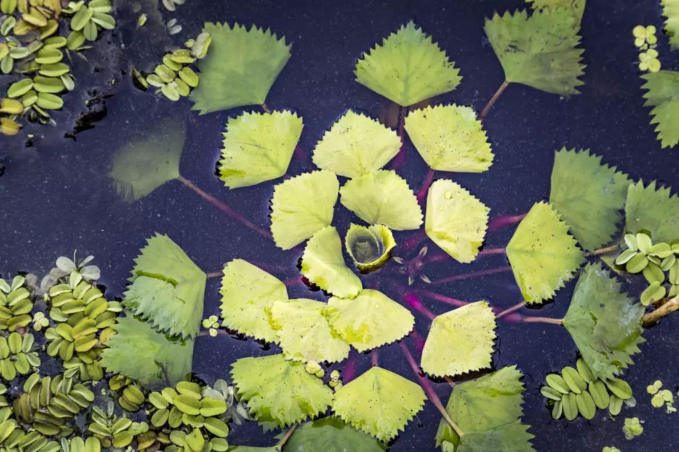 Is This Invasive Aquatic Plant Making it Difficult to Enjoy MA Lakes?