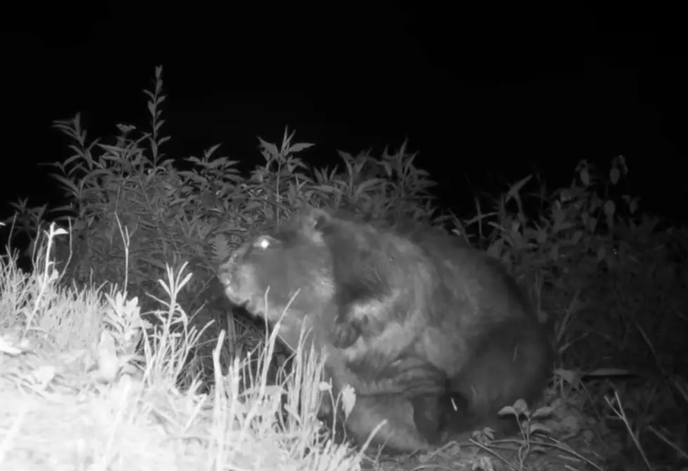 WATCH: Adorable Western MA Beaver Doing Some Grooming on Camera (VIDEO)