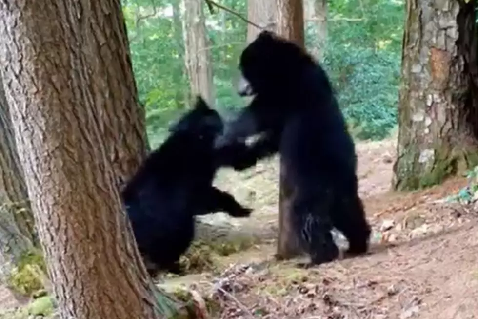 A Group of Cute Western MA Cubs Playing and Prancing on Camera (VIDEO)