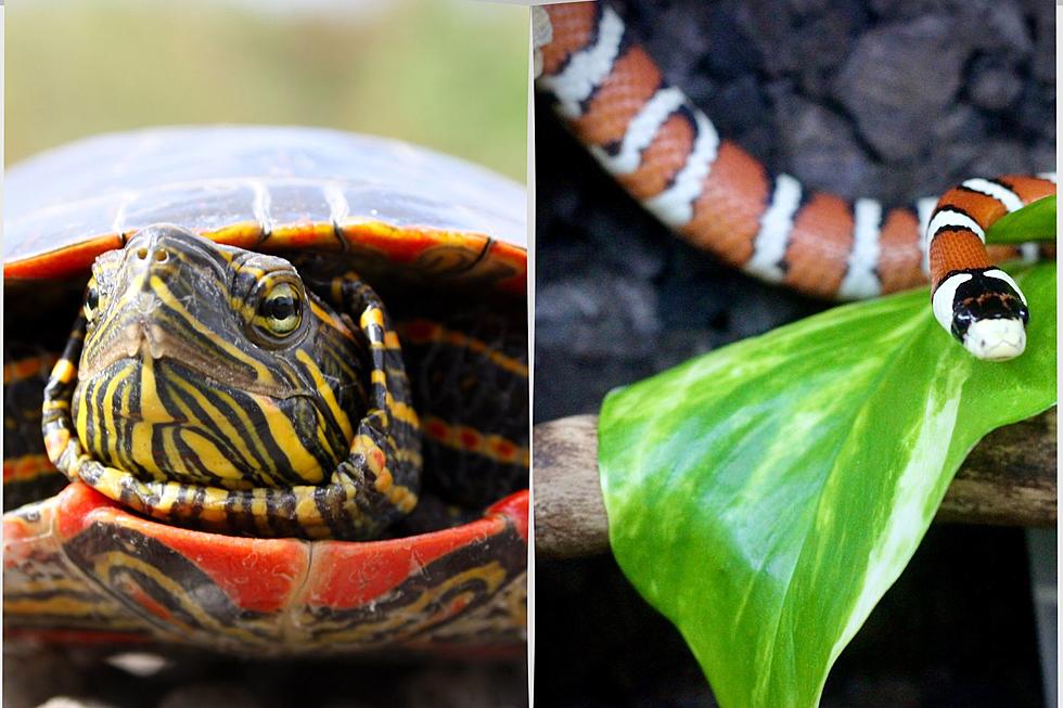 Here are 5 wild animals that are legal to own in Indiana