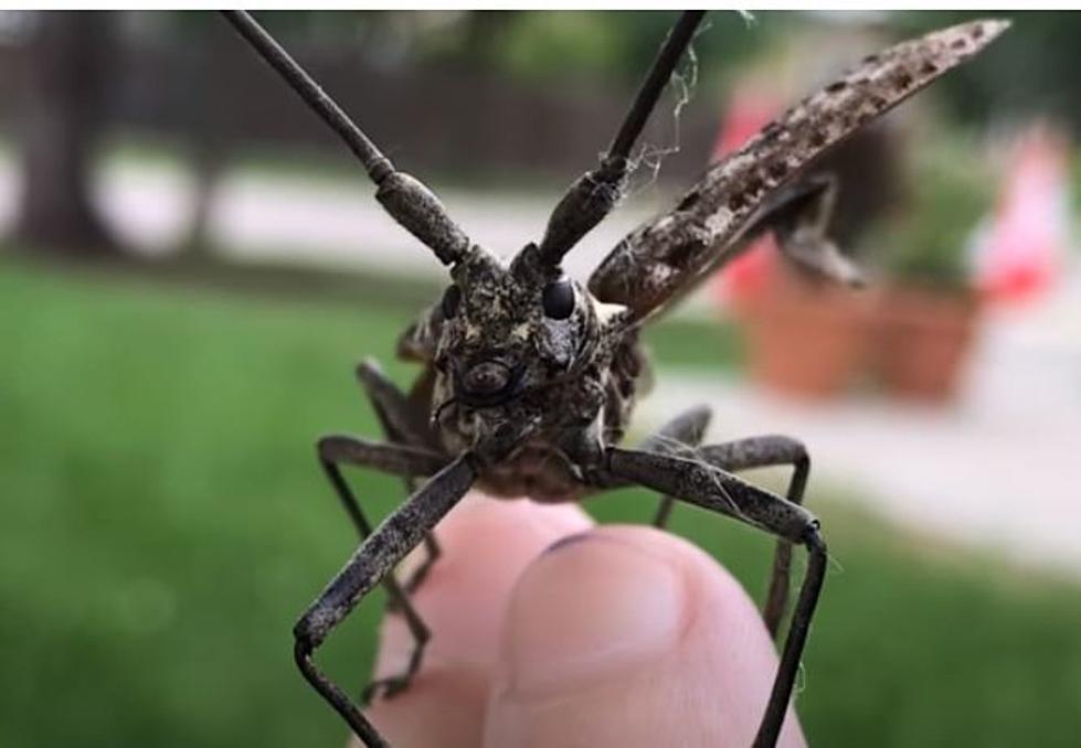 A Look at The Largest Insect in Massachusetts