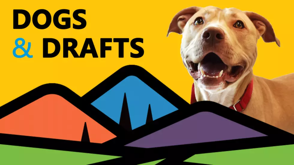 Dogs and Drafts are coming to North Adams