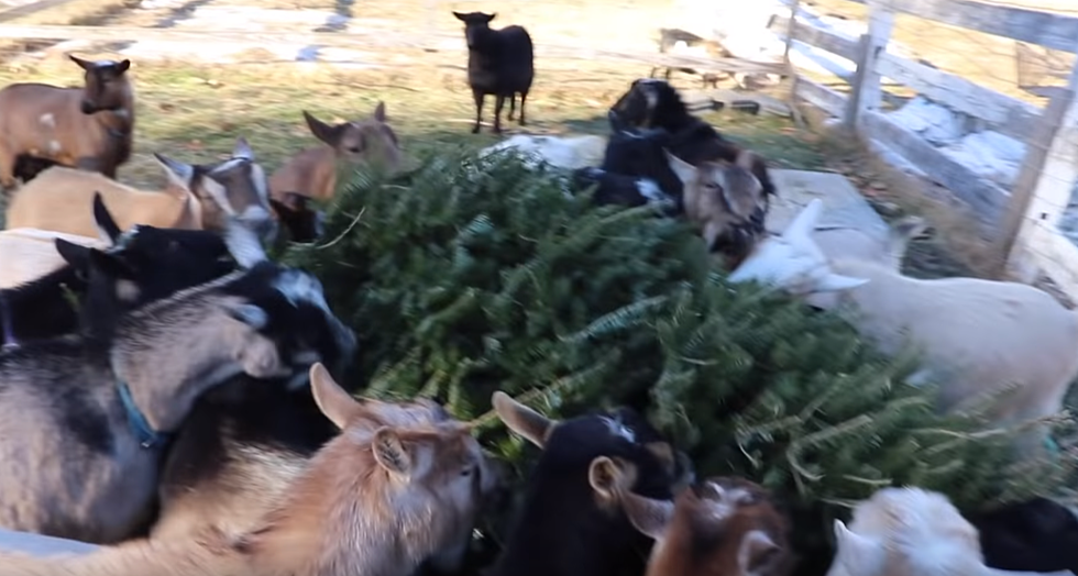 Goats In North & South County Are Helping Out With Christmas Tree Recycling