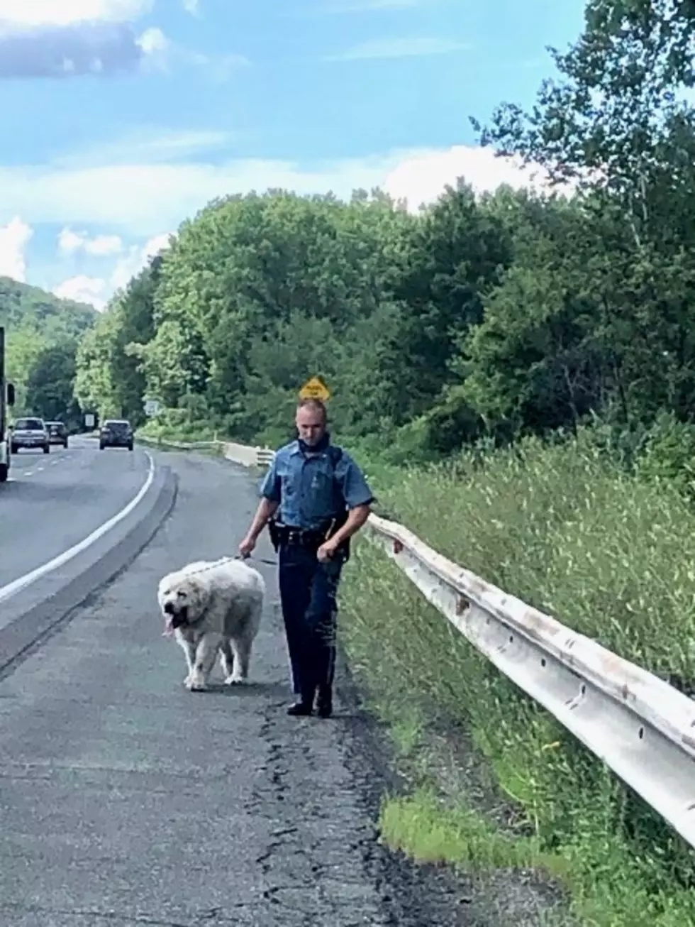 Dog on the Mass Pike…Troopers from the Lee Barracks Spring into Action
