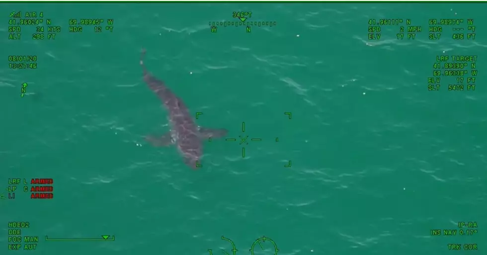 Shark Kills Woman in Maine…Shark Sightings Continue on the Cape (Video)