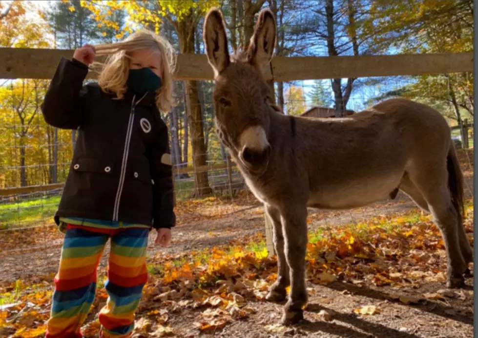 Therapy Of Healing With Horses &#038; Donkeys