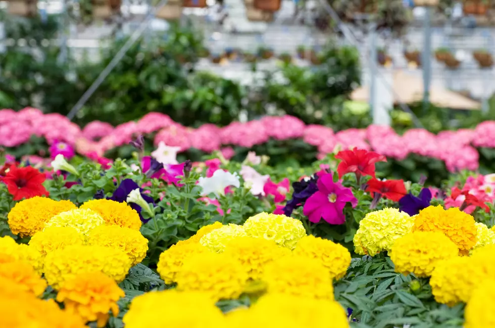 Let the planting begin!  The non-profit “Pittsfield Beautiful” begins beautifying the city Saturday…