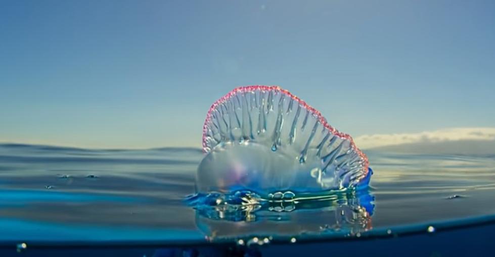 Dangerous Portuguese Man O’ War Were Spotted Off The Coast MA