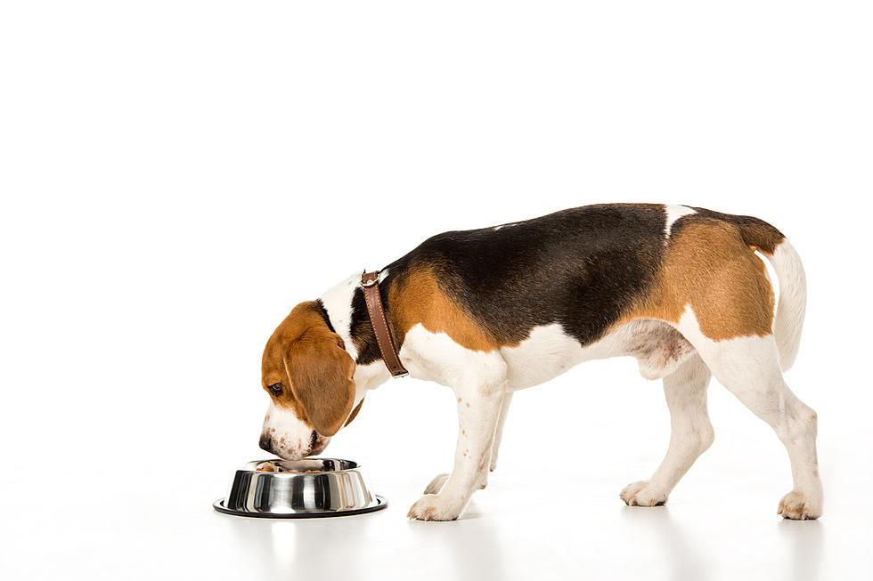 Protect Your Pooch! Take A Look At Dog Food Recall List