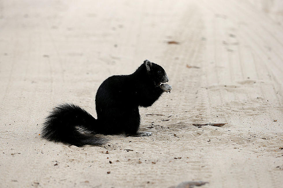 Which one have you seen…Big Foot…a Unicorn…or Black Squirrel…