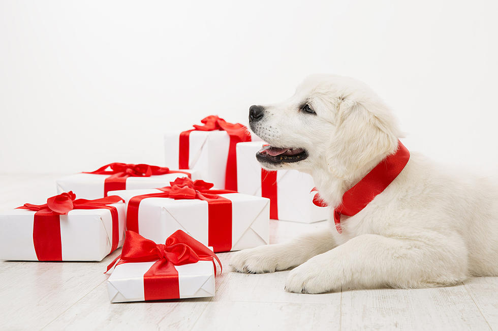 More Super Cool Finds For Your Pets This Christmas