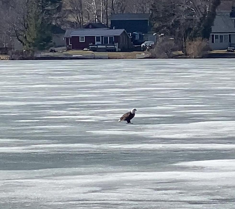 Beautiful Bald Eagle Spotted On The Ice At Cheshire Lake (VIDEO)