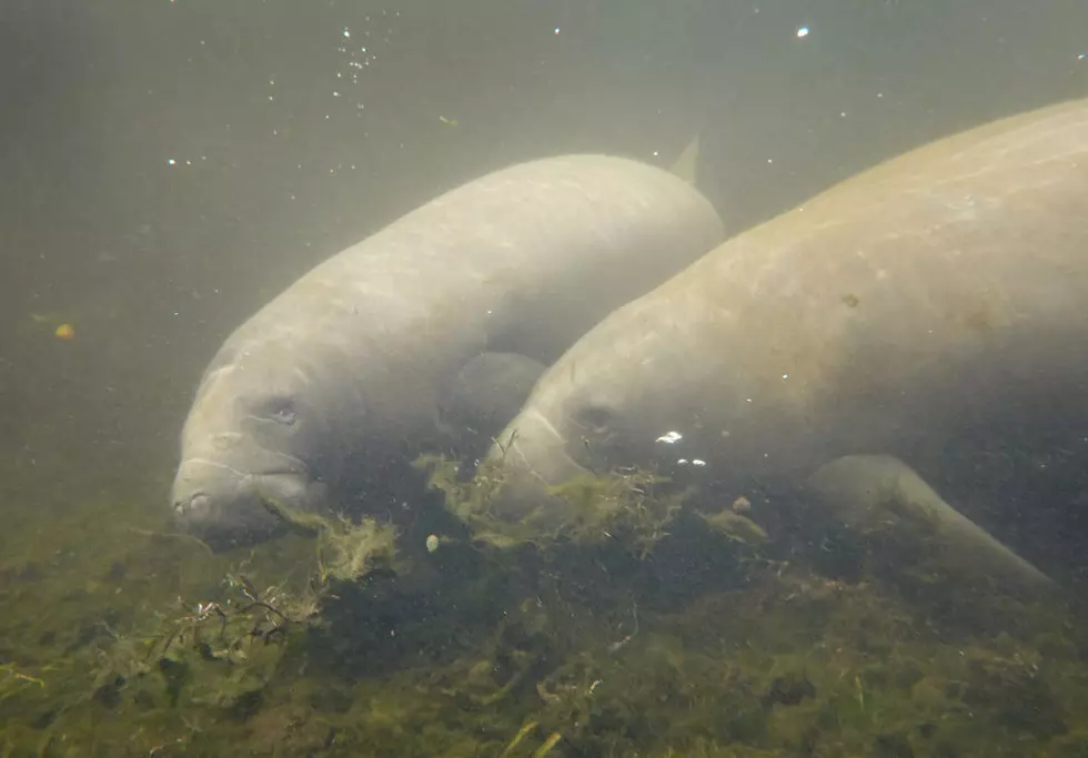 Endangered Manatees Getting Some Help From Boston Celtics